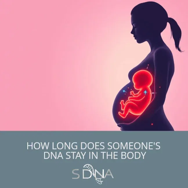 how long male dna stays in mother body